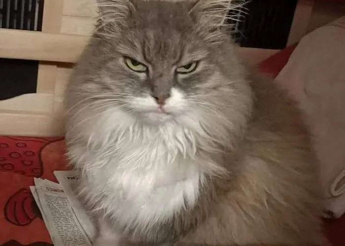 La Gatta Sul Sentiero 4* San Salvatore (Genoa)