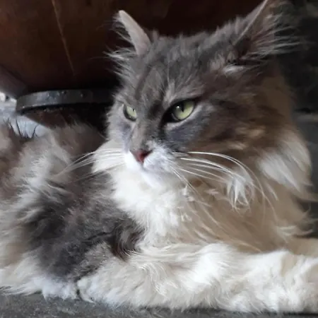 La Gatta Sul Sentiero San Salvatore (Genoa)