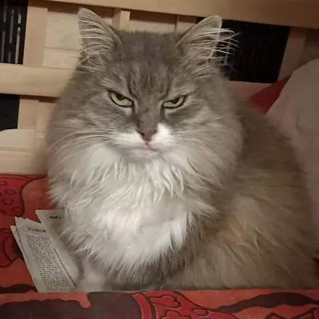 La Gatta Sul Sentiero 4* San Salvatore (Genoa)